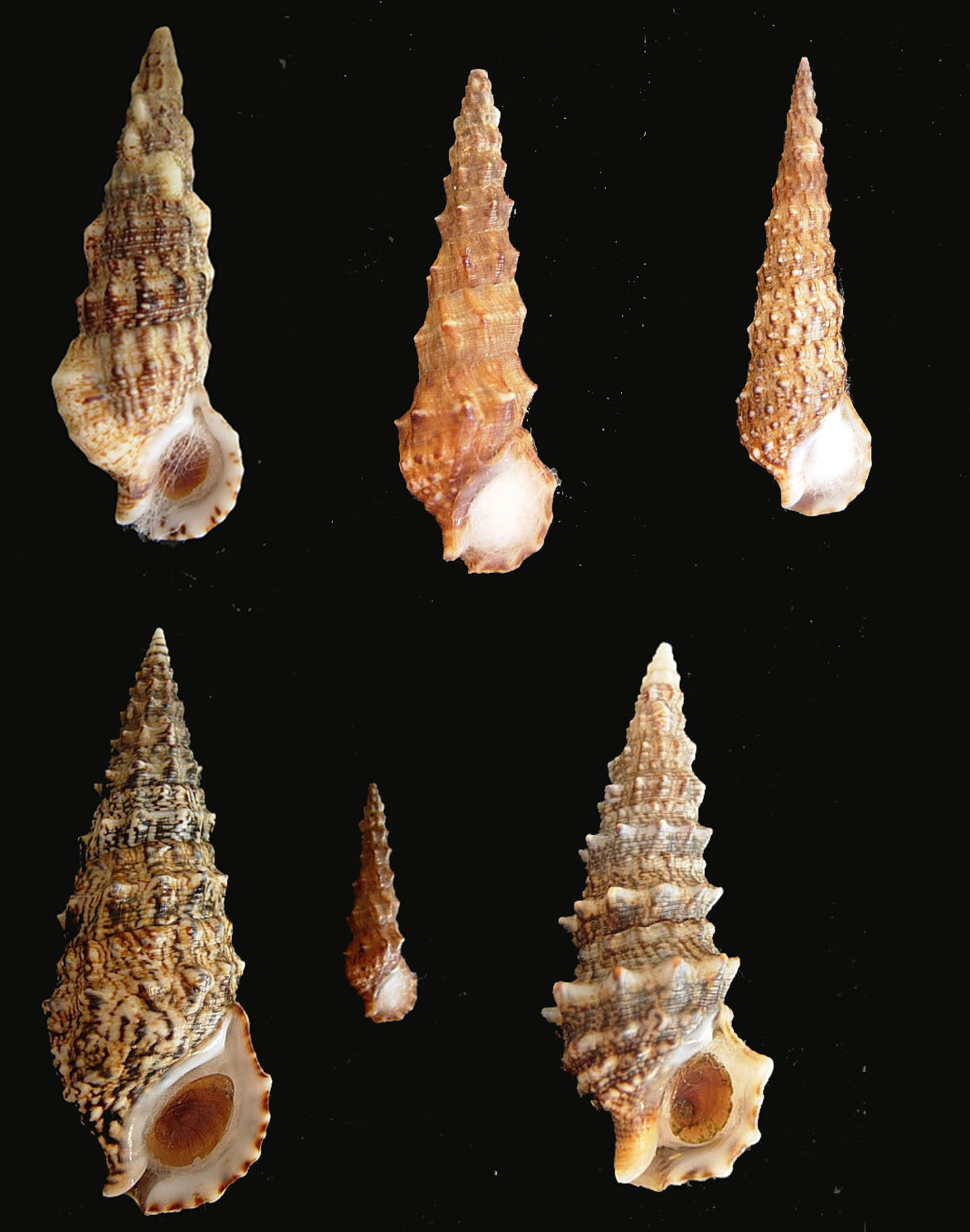 Cerithium lividulum e repandanum